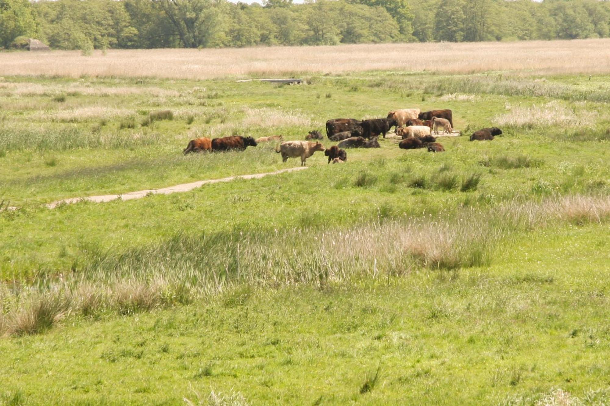 Boerenhofstede De Overhorn Weesp Habitación foto